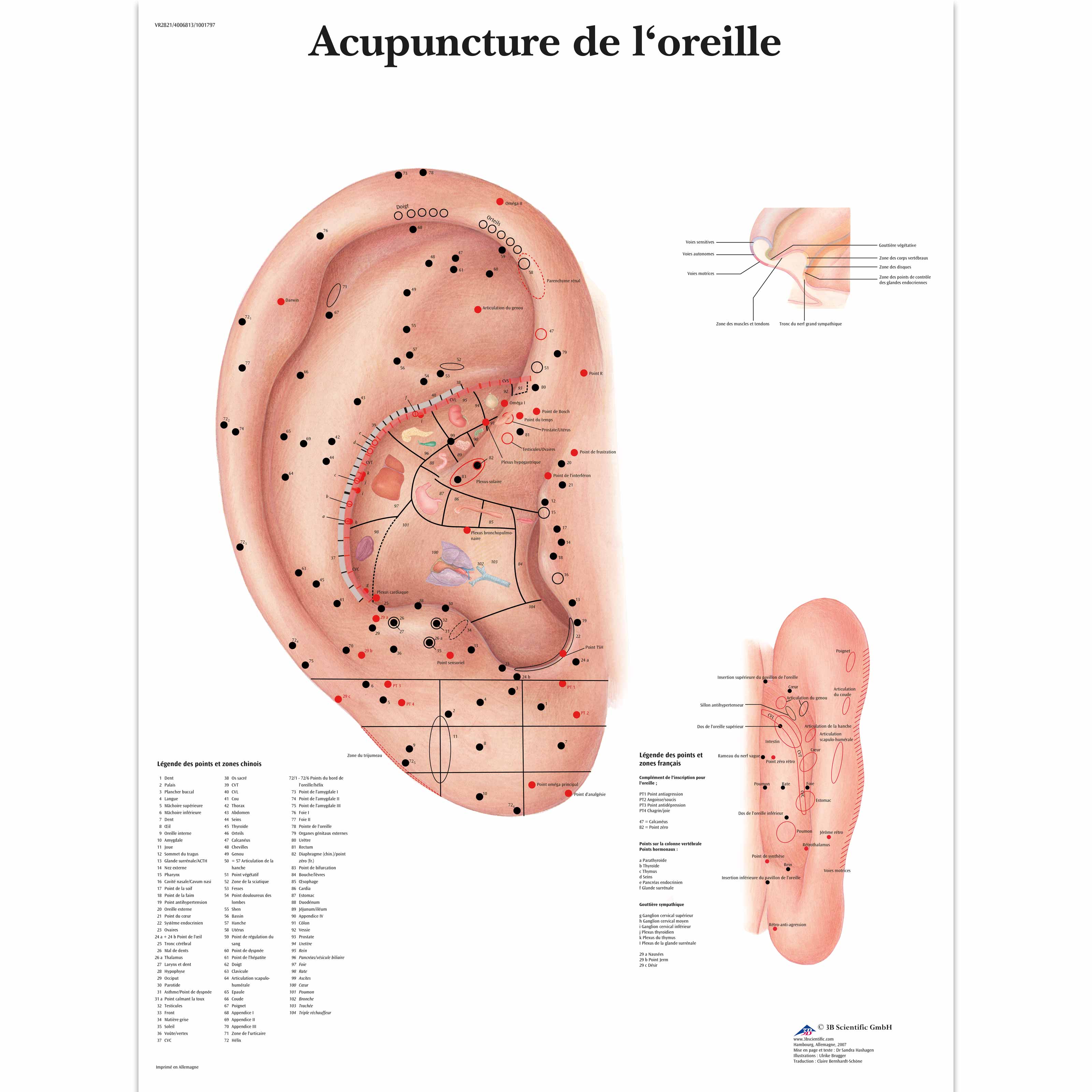 acupuncture-oreille