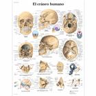 El cráneo humano, 4006819 [VR3131UU], système Squelettique