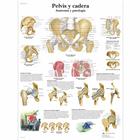 Pelvis y cadera - Anatomía y patología, 1001817 [VR3172L], système Squelettique