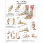 Pie y tobillos - Anatomía y patología, 1001821 [VR3176L], système Squelettique