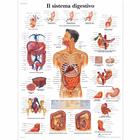 Il sistema digestivo, 4006936 [VR4422UU], Système digestif
