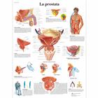 La prostata, 4006948 [VR4528UU], Système urinaire