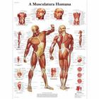 A Musculatura Humana, 1002139 [VR5118L], Muscle
