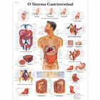 O Sistema Gastrintestinal, 1002161 [VR5422L], Système digestif
