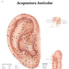 Acupuncture de l’oreille - portuguese, 4007020 [VR5821UU], Modèles