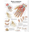 Медицинский плакат "Кисть и запястье, анатомия и патология", 1002226 [VR6171L], système Squelettique