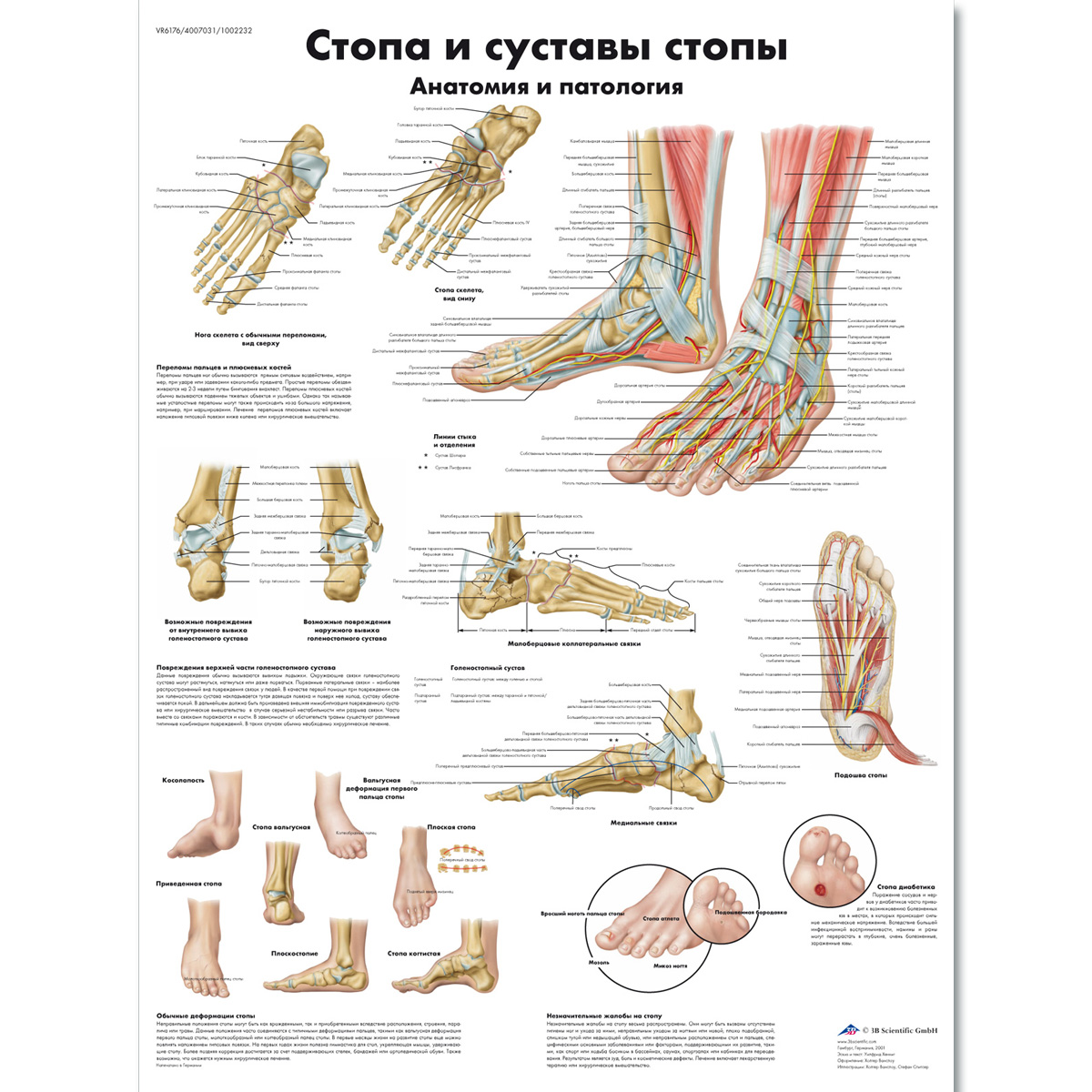 Строение Суставов Человека Фото С Описанием