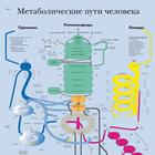 Медицинский плакат "Метаболические пути человека", 1002298 [VR6451L], La génétique des cellules
