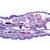 Vermes (Helminthes) - Espagnol, 1003858 [W13003S], Lames microscopiques Espagnol (Small)