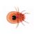 Arachnides et myriapodes - Allemand, 1003863 [W13005], Invertébrés (Invertebrata) (Small)