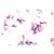 Série de base de bactéries - Allemand, 1003884 [W13011], Préparations microscopiques LIEDER (Small)