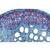 Angiospermes, tiges - Allemand, 1003916 [W13019], Préparations microscopiques LIEDER (Small)