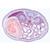 Embryologie du porc (Sus scrofa) - Portugais, 1003958 [W13029P], Préparations microscopiques LIEDER (Small)