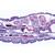 Vermes (Helminthes) - Anglais, 1003962 [W13032], Préparations microscopiques LIEDER (Small)