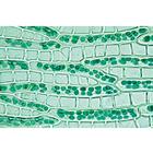 Bryophytes (sphaignes et mousses) - Anglais, 1003972 [W13043], Lames microscopiques Anglais
