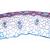 Angiospermes, tiges - Anglais, 1003977 [W13048], Préparations microscopiques LIEDER (Small)