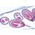Angiospermes, fruits et graines - Anglais, 1003980 [W13051], Lames microscopiques Anglais (Small)