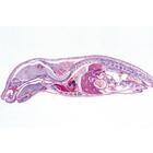 Embryologie du porc (Sus scrofa) - Anglais, 1003987 [W13058], Lames microscopiques Anglais