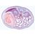 Embryologie du porc (Sus scrofa) - Anglais, 1003987 [W13058], Lames microscopiques Anglais (Small)