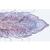 Embryologie du porc (Sus scrofa) - Anglais, 1003987 [W13058], Préparations microscopiques LIEDER (Small)