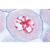 Série no. V. Génétique, reproduction et embryologie - Allemand, 1004066 [W13304], Préparations microscopiques LIEDER (Small)