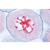 Série no. V. Génétique, reproduction et embryologie - Espagnol, 1004069 [W13304S], Préparations microscopiques LIEDER (Small)
