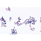 Bactéries pathogènes - Espagnol, 1004149 [W13324S], Lames microscopiques Espagnol