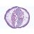 Parasitologie générale, petite série - Allemand, 1004214 [W13341], Lames microscopiques Allemand (Small)