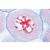 Série no. V. Génétique, reproduction et embryologie - Anglais, 1004229 [W13404], Préparations microscopiques LIEDER (Small)