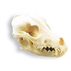 Crâne de chien (Canis lupus familiaris), rêplique, 1005104 [W19010], Stomatologie