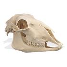 Crâne de mouton (Ovis aries), rêplique, 1005105 [W19011], Stomatologie