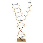 Collection ADN - ARN, 1005302 [W19801], Structure et fonction de l'ADN