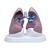 Jeu de poumons avec pathologies, 1018749 [W33371], Modèles de poumons (Small)